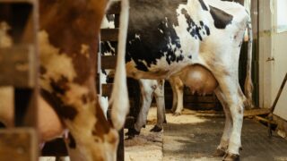 Bird flu update shows 213 dairy herds with confirmed cases