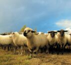 NI farmers warned to be ‘vigilant’ because of bluetongue case in Wales