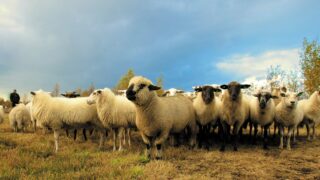 NI farmers warned to be ‘vigilant’ because of bluetongue case in Wales