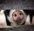 UK bans ‘personal imports of pork’ to stop African swine fever