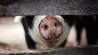 UK bans ‘personal imports of pork’ to stop African swine fever