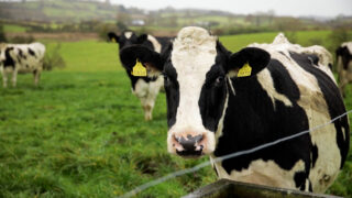 FAO Food Price Index dips slightly but dairy bucks trend
