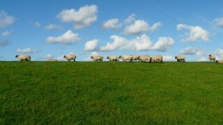 Govt extends ‘restriction zone’ to halt spread of bluetongue