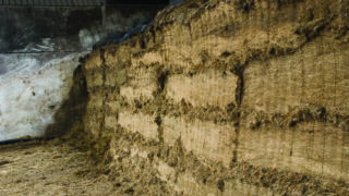 Mycotoxins in grass silage to be investigated by Agrisearch