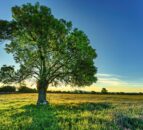 Strutt & Parker: Budget will increase farm's inheritance tax liability