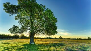 Strutt & Parker: Budget will increase farm’s inheritance tax liability