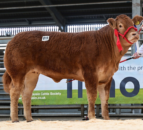 New NI record price set for Limousin heifer at auction