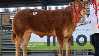 New NI record price set for Limousin heifer at auction