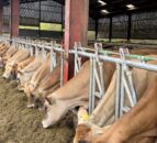 Converting bare tenant farm into dairy unit in Scotland
