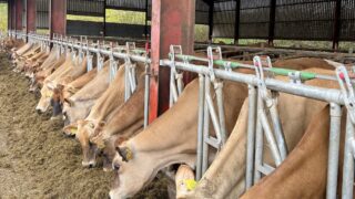 Converting bare tenant farm into dairy unit in Scotland