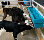 Autumn calving: Storing and reheating colostrum for calves