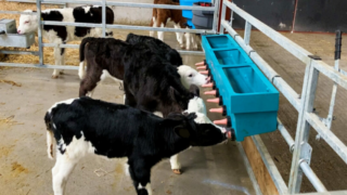 Autumn calving: Storing and reheating colostrum for calves