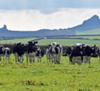 FUW will host farm visit on eve of Welsh Dairy Show 2024
