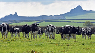 FUW will host farm visit on eve of Welsh Dairy Show 2024