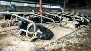 Dosing cows as they come in for the housing period