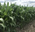 Tillage: UK maize imports heading for record levels