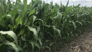 Tillage: UK maize imports heading for record levels