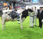 Livestock entries open for Royal Ulster Winter Fair