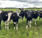 Controlling heifer mastitis as we edge closer to housing