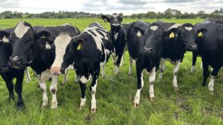 Controlling heifer mastitis as we edge closer to housing