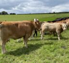 Reducing stress on suckler-bred stock when weaning