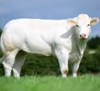 Online sale sees £7,100 paid for Down bred Charolais heifer