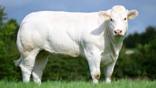 Online sale sees £7,100 paid for Down bred Charolais heifer