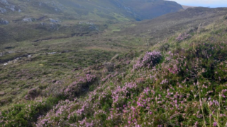 Funding allocated to five peatland restoration projects