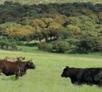 Charity aims to introduce giant cattle breed ‘Tauros’ into UK