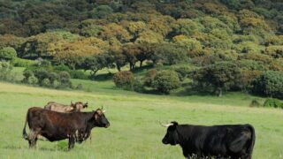 Charity aims to introduce giant cattle breed ‘Tauros’ into UK