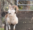 American man charged for conspiracy to clone giant sheep