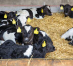 Dairy advice: Prioritising calf health this autumn