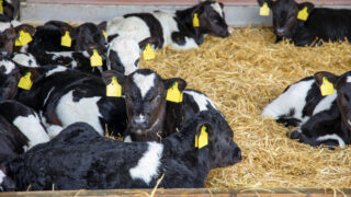 Dairy advice: Prioritising calf health this autumn