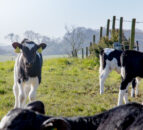 Mycoplasma bovis causing ‘significant losses’ on NI farms