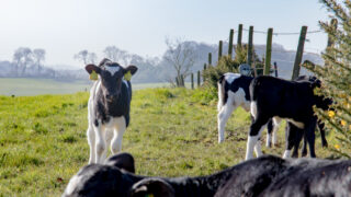 Mycoplasma bovis causing ‘significant losses’ on NI farms
