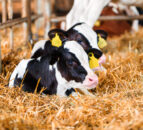 Management of calf scour on your farm this autumn