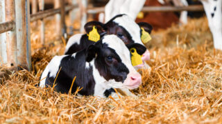 Management of calf scour on your farm this autumn