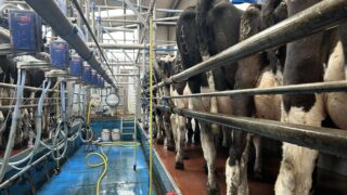 Drying off: Which cows need to be dried off first?