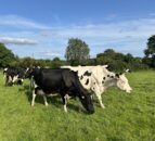 Survey findings reveal BTV-3 impact in UK