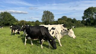 Survey findings reveal BTV-3 impact in UK