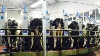 Dairy advice: Tail clipping and shaving udders before drying off
