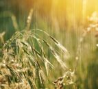 Environment Agency warns very wet year is 'delaying harvest time'