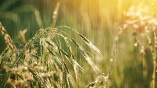 Environment Agency warns very wet year is ‘delaying harvest time’