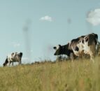 FAO Food Price Index: Dairy and cereal prices rise in September