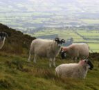 Liver fluke season expected to be ‘longer’ this year