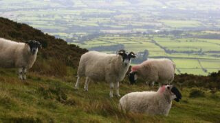 Liver fluke season expected to be ‘longer’ this year