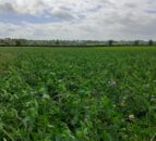 CAFRE farms: A look at clover & grazing management in 2024