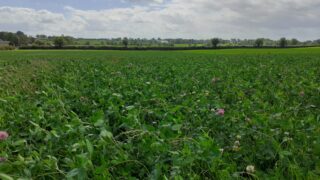 CAFRE farms: A look at clover & grazing management in 2024