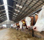 Czech co-op plans to merge its two farms to save 15% in costs