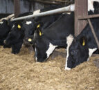 Controlling parasites in cattle during winter months
